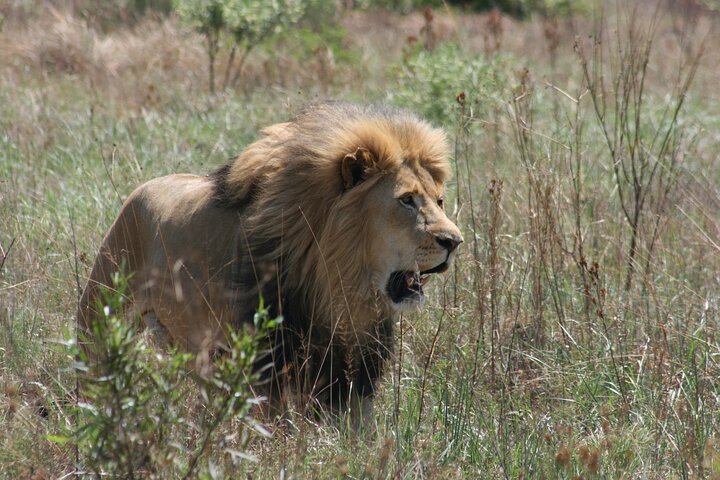 Rhino and Lion Park - Image 3