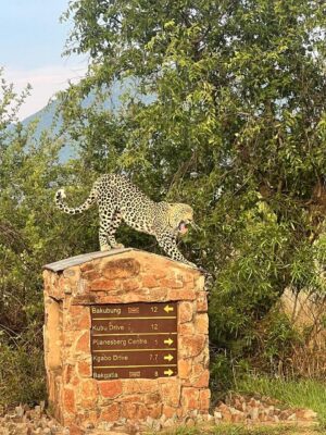 Pilanesberg National Park Safari