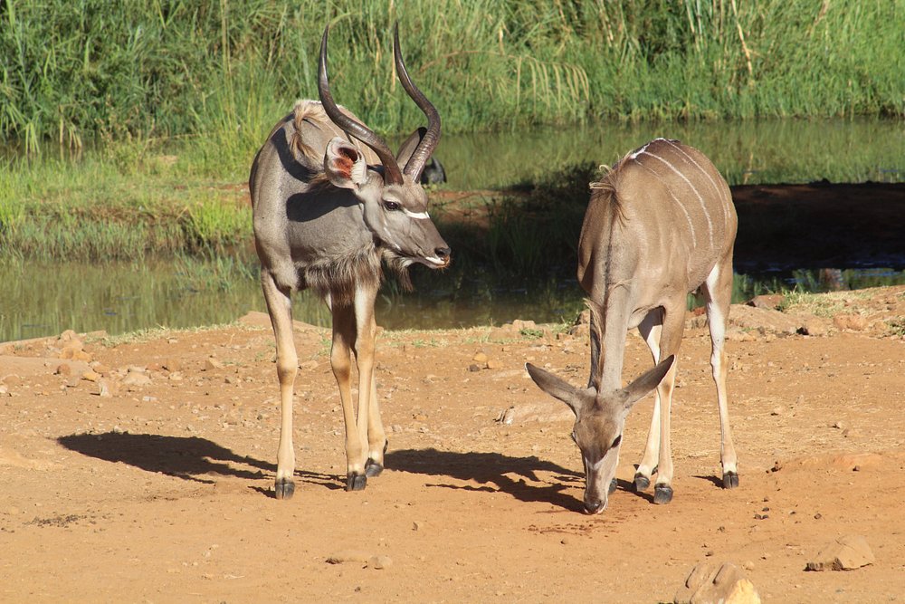 Pilanesberg National Park Safari - Image 3
