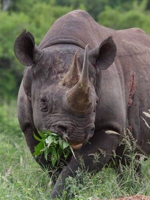 Rhino and Lion Park
