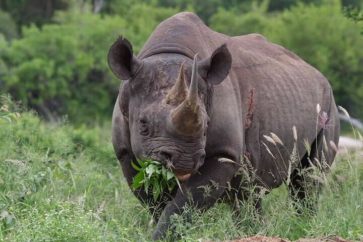 Rhino and Lion Park