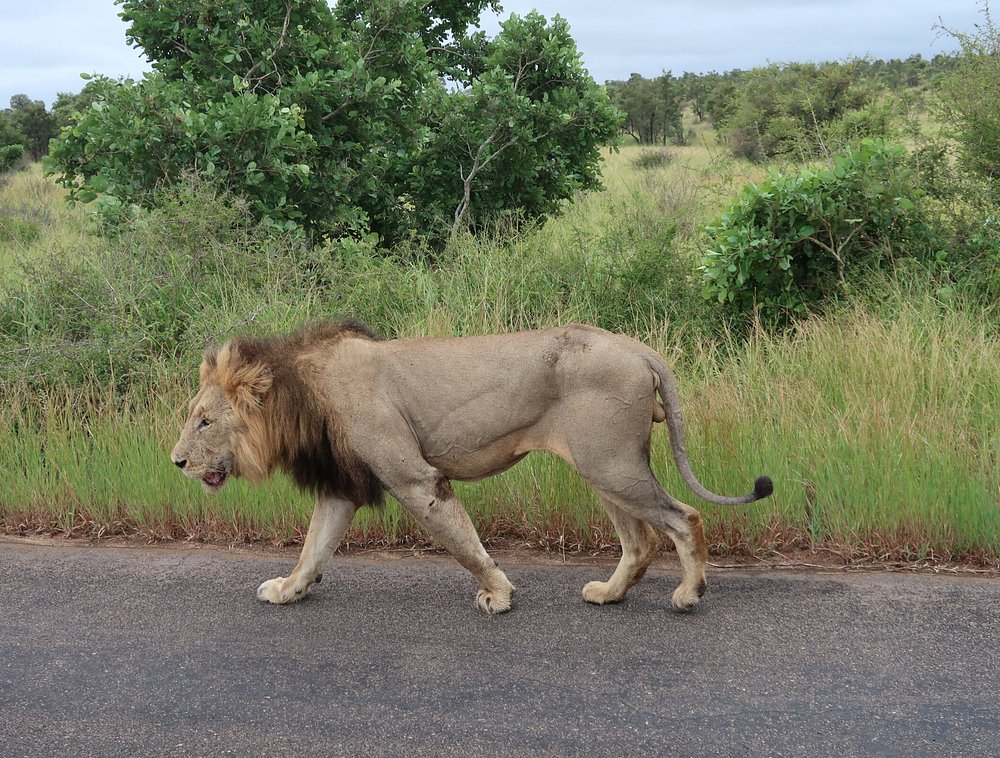 Pilanesberg National Park Safari - Image 4