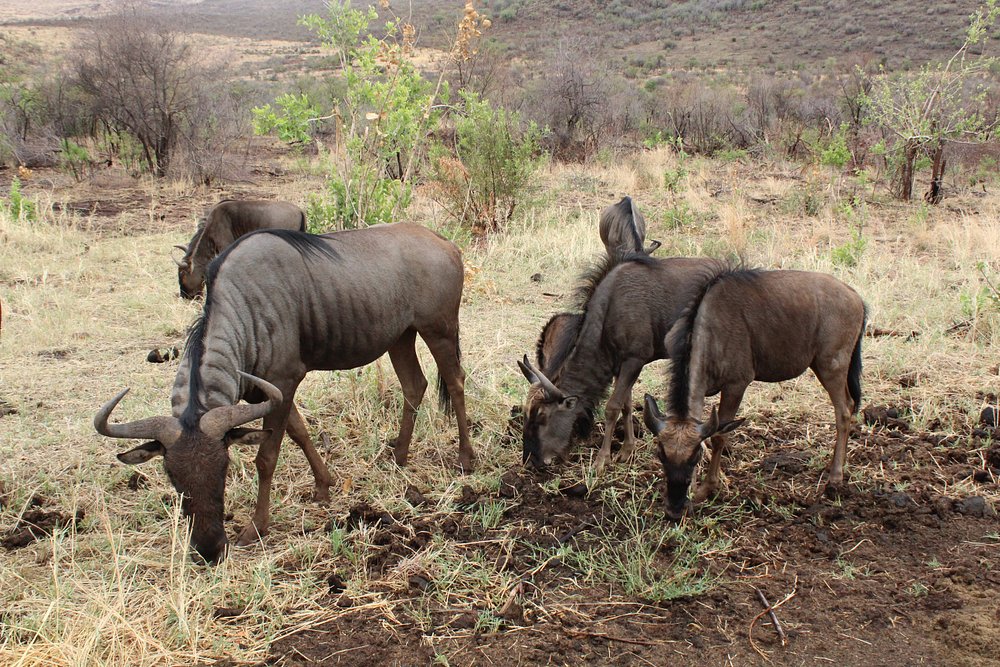 Pilanesberg National Park Safari - Image 2