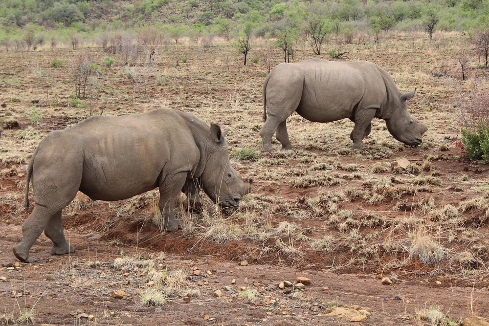 Rhino and Lion Park - Image 2