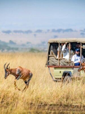 Photo by 伟达 严 Tourists on an African safari observe antelopes in a scenic grassland setting.